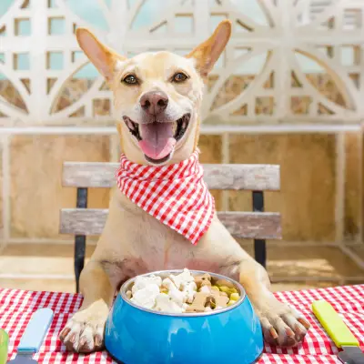 אוכל סופר פרימיום לכלבים - תזונה איכותית לכלבך​